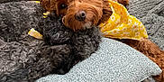 Penny is registered to the contest to win money with this photo: animal, bandana, black_dog, blanket, brown_dog, companion, couch, cozy, curly_hair, cute, dog, floral, fur, indoor, pets, pillow, relaxing, resting, snuggling, yellow