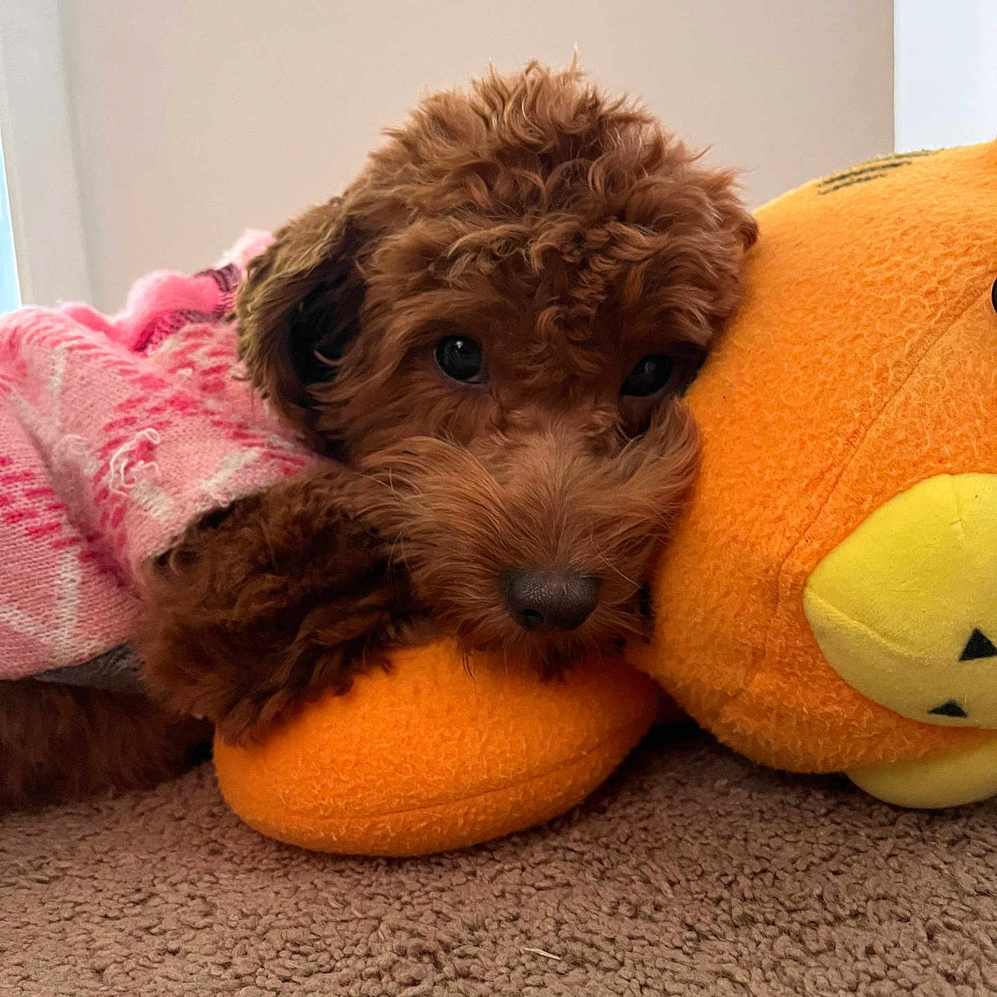 Penny is registered to the contest to win money with this photo: animal, brown, carpet, companion, cozy, curly_fur, cute, dog, home, indoors, orange, pet, pink_sweater, plush_toy, puppy, resting, sleepy, small_dog, snuggling, soft_texture