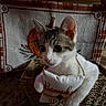 Chewy is registered to the contest to win money with this photo: animal, blanket, cat, close_up, cozy, cute, ears, fabric, gray_fur, home, indoor, kitten, large_eyes, pet, pink_nose, portrait, pouch, sitting, whiskers, white_fur