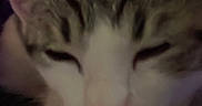 Chewy is registered to the contest to win money with this photo: cat, tongue, close_up, blur, pet, animal, feline, face, ears, whiskers, indoor, resting, cute, sleepy, expression, domestic_cat, fur, pink_tongue, head, muzzle