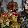 animal, artificial_fruit, autumn, berries, cat, ears, eyes, face, fall, floral_arrangement, flowers, fur, gourds, harvest, indoor, pet, pumpkin, tabby, whiskers, white_cat