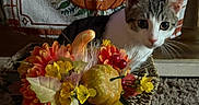 Chewy is registered to the contest to win money with this photo: animal, autumn, berries, carpet, cat, cozy, curious, decor, fall, floral_arrangement, flowers, gourd, gray_cat, indoor, kitten, pet, portrait, pumpkin, seasonal_decor, white_cat