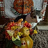 animal, autumn, berries, carpet, cat, cozy, curious, decor, fall, floral_arrangement, flowers, gourd, gray_cat, indoor, kitten, pet, portrait, pumpkin, seasonal_decor, white_cat