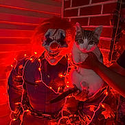 Chewy joined the competition — help win amazing prizes! cat, clown, costume, halloween, fairy_lights, red_lighting, portrait, indoors, brick_wall, shutters, hand, animal, pet, tabby, white_cat, whiskers, ears, face, festive, spooky