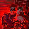 cat, clown, costume, halloween, fairy_lights, red_lighting, portrait, indoors, brick_wall, shutters, hand, animal, pet, tabby, white_cat, whiskers, ears, face, festive, spooky