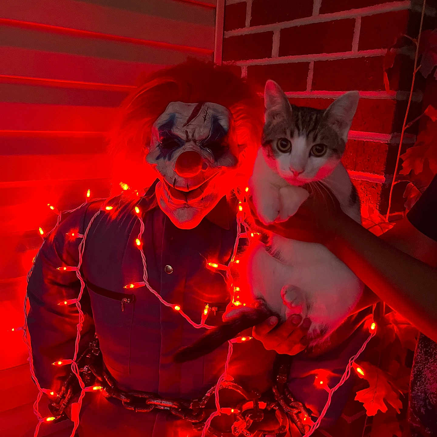 Chewy joined the competition — help win amazing prizes! cat, clown, costume, halloween, fairy_lights, red_lighting, portrait, indoors, brick_wall, shutters, hand, animal, pet, tabby, white_cat, whiskers, ears, face, festive, spooky