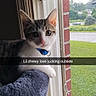 cat, kitten, window, blue_collar, indoor, looking_outside, cat_tree, curious, pet, feline, young_cat, domestic_cat, cozy, home, daylight, screen_window, brick_wall, green_lawn, animal, portrait