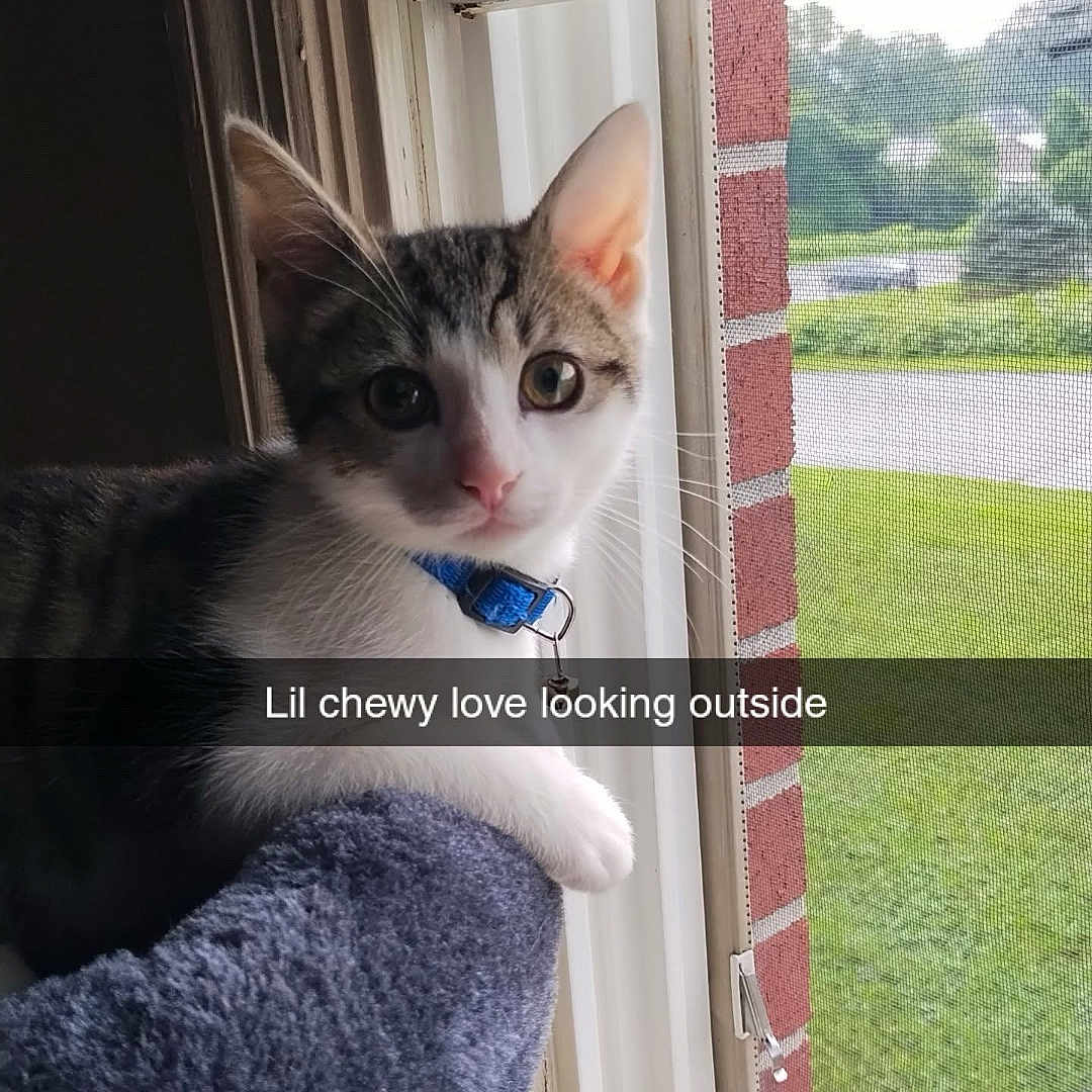 Chewy