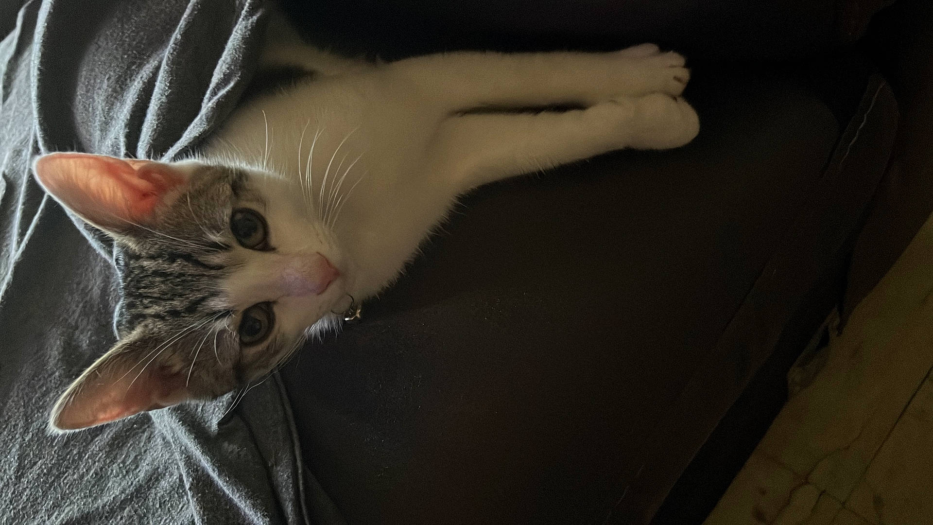 Chewy joined the competition — help win amazing prizes! animal, cat, closeup, cozy, curious, domestic, ears, feline, floor, fur, indoor, looking_up, pet, relaxed, resting, soft_light, tabby, texture, whiskers, white