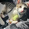 animal, blanket, cat, closeup, collar, curious, cute, feline, indoor, kitten, paw, pet, plush_toy, relaxing, soft, sunlight, tabby, toy, whiskers, white_fur