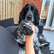 Percy is registered to the contest to win money with this photo: dog, paw, hand, sofa, outdoor, fence, brick_wall, glass_door, playful, pet, canine, black_and_white, fur, tongue, couch, relaxing, friendly, backyard, person, interaction