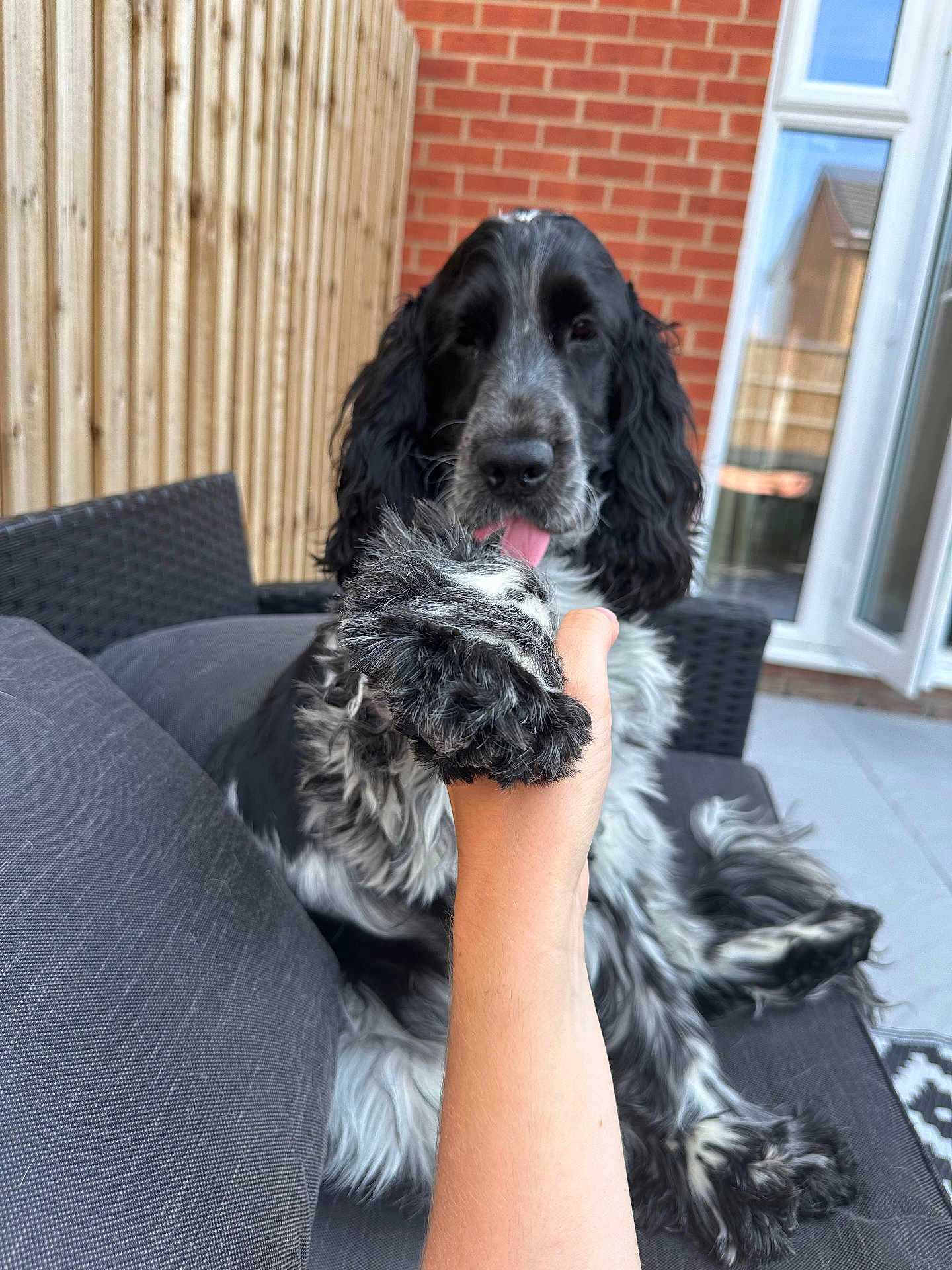 Percy is registered to the contest to win money with this photo: dog, paw, hand, sofa, outdoor, fence, brick_wall, glass_door, playful, pet, canine, black_and_white, fur, tongue, couch, relaxing, friendly, backyard, person, interaction