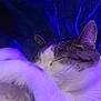 Mylo is registered to the contest to win money with this photo: animal, cat, closeup, cozy, cute, domestic, feline, fur, indoor, nap, peaceful, pet, purple_light, quiet, relaxing, resting, sleeping, soft, tabby, whiskers