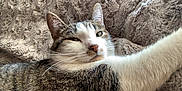 Mylo is registered to the contest to win money with this photo: animal, blanket, cat, closeup, cozy, cute, domestic, fur, indoor, lying_down, mammal, paw, pet, relaxed, resting, sleepy, soft_texture, tabby, whiskers, white_fur