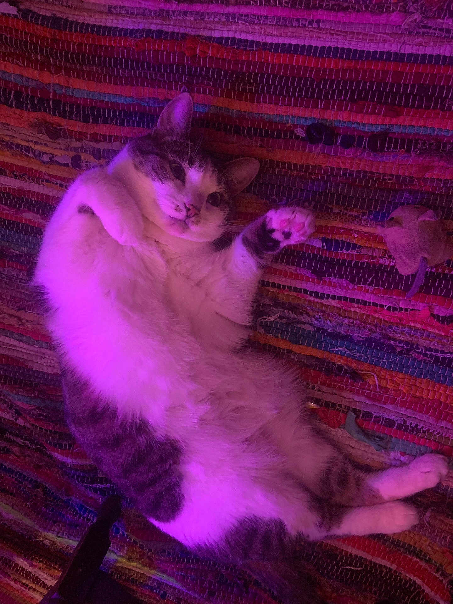 Mylo