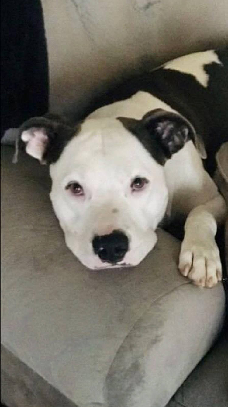 Happy Haus joined the competition — help win amazing prizes! canidae, carnivore, collar, comfort, companion_dog, dog, dog_breed, dogo_argentino, ear, eye, fawn, guard_dog, no_expression, puppy, snout, sporting_group, terrestrial_animal, toy_dog, whiskers, working_animal