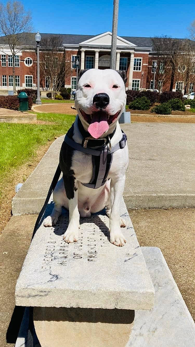 Happy Haus is registered to the contest to win money with this photo: building, carnivore, collar, companion_dog, dog, dog_breed, dog_collar, dog_supply, fawn, house, leash, pet_supply, plant, sky, snout, sporting_group, tail, tree, window, working_animal