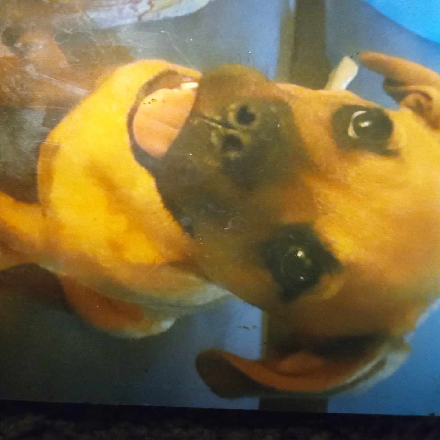 Bandit is registered to the contest to win money with this photo: dog, pet, animal, brown_dog, black_muzzle, upside_down, lying_down, relaxed, playful, portrait, close_up, large_eyes, floppy_ears, curled_tail, fur, indoor, photograph, screen, glare, scratches