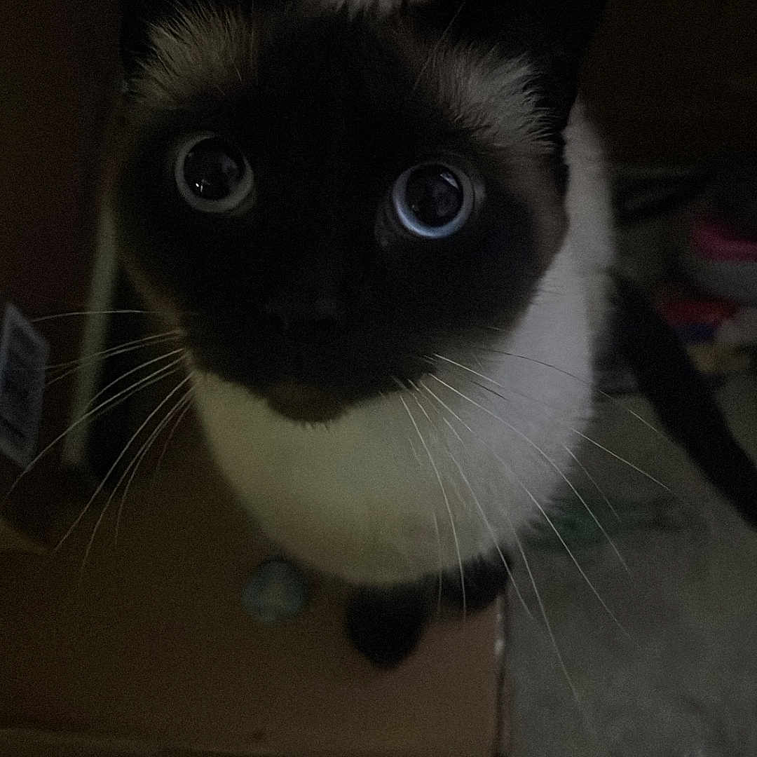 Mable is registered to the contest to win money with this photo: alone, animal, box, cat, close_up, curious, dark, domestic_animal, ears, eyes, feline, fur, indoor, looking_up, low_light, mammal, night, pet, siamese_cat, whiskers