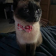Mable joined the competition — help win amazing prizes! cat, siamese_cat, bow_tie, pet, animal, whiskers, indoor, feline, domestic_animal, fur, cute, sitting, collar, bell, closeup, portrait, dark_background, soft_lighting, blanket, looking_away
