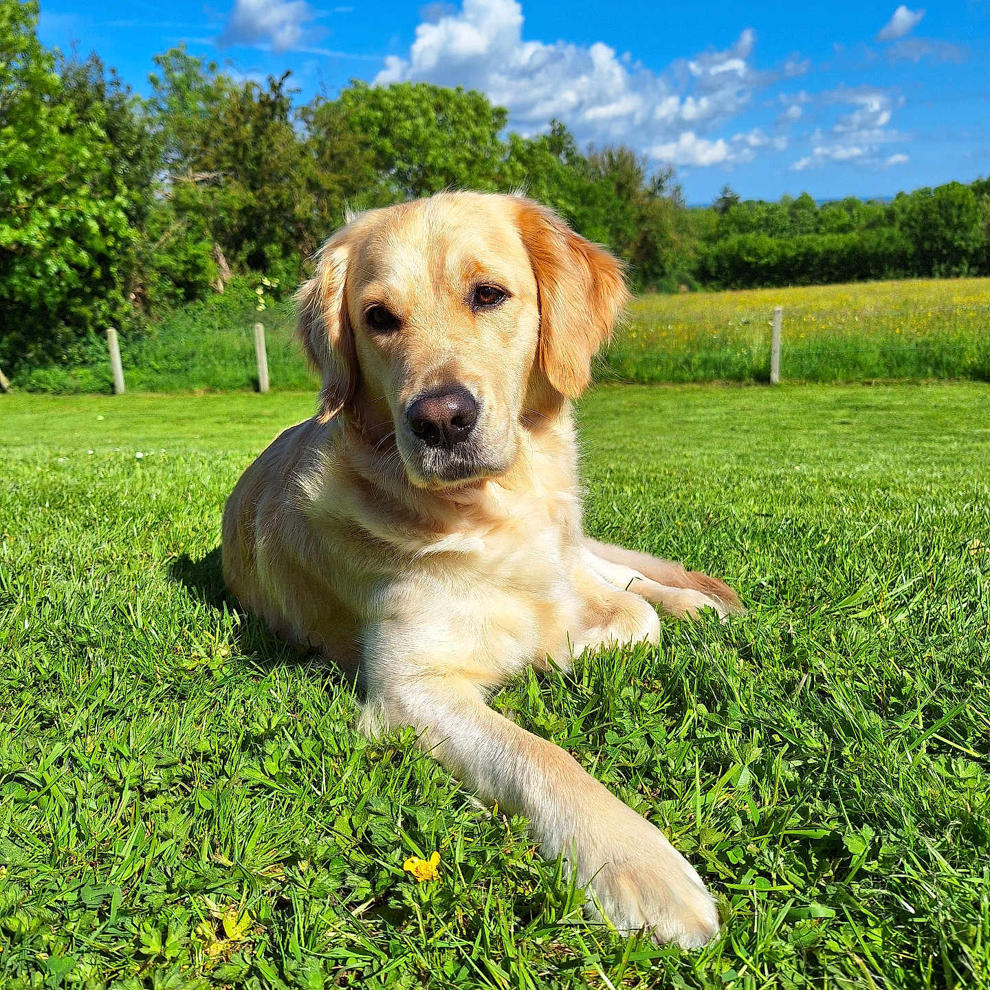 Tixi a rejoint le concours — aidez-le/la à gagner de superbes lots ! animal, canine, countryside, dog, field, goldenretriever, grass, grassland, green, labradorretriever, lawn, meadow, nature, outdoors, pet, plant, puppy, rural, tree, vegetation
