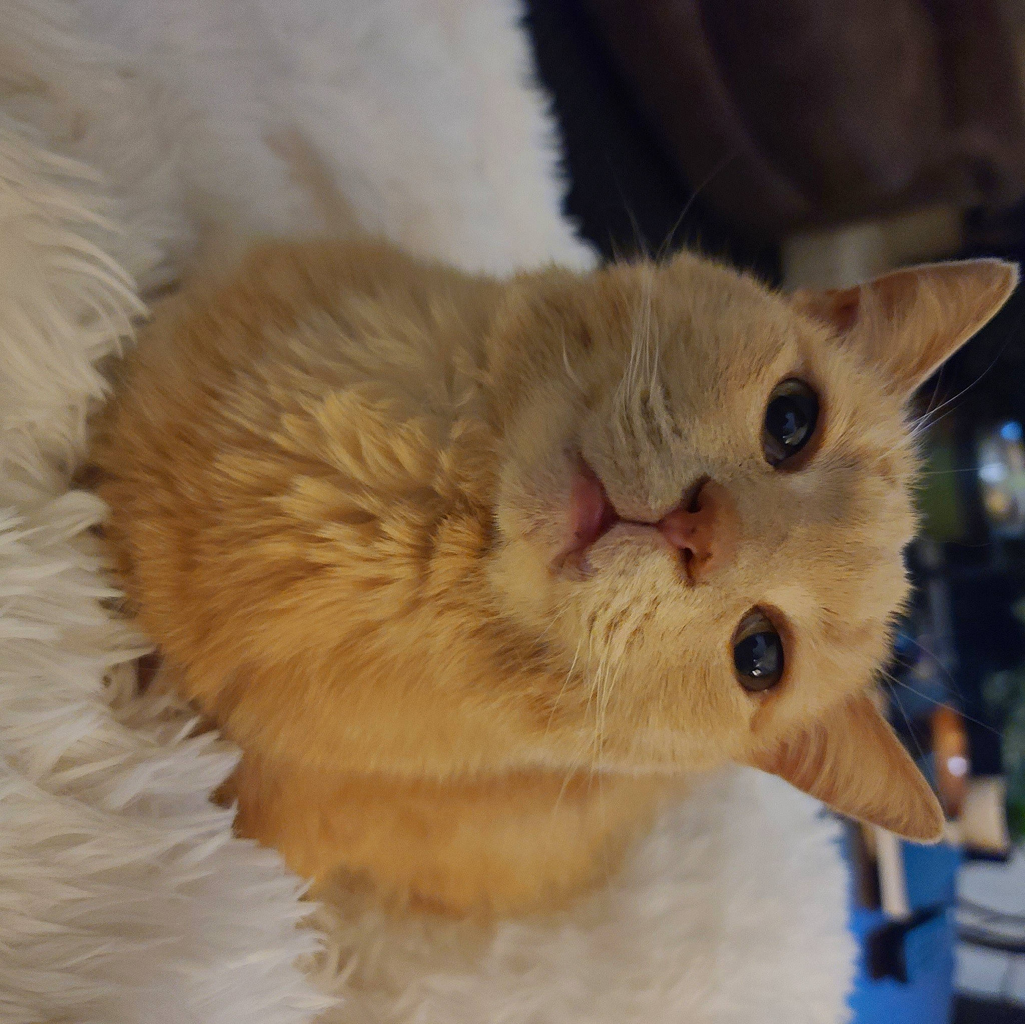 Lil Dude is registered to the contest to win money with this photo: balinese, british_longhair, carnivore, cat, cat_supply, claw, domestic_short_haired_cat, fang, fawn, felidae, fur, iris, paw, small_to_medium_sized_cats, snout, tail, whiskers