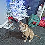 dog, christmas_tree, carpet, dog_food, water_bowl, indoor, decorations, ornaments, cat_tunnel, floor, collar, pet, holiday, gifts, cord, wall, plug_socket, fan, red_bag, curtain