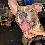 Evora is registered to the contest to win money with this photo: dog, indoor, pet, animal, brown_dog, black_dog, happy, tongue_out, ears, closeup, carpet, hand, face, living_room, furniture, aquarium, shelf, blurred_background, domestic, cute