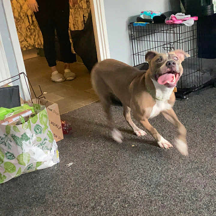Evora joined the competition — help win amazing prizes! black_clothing, carpet, casual, crate, dog, doorway, floor, gray_wall, home, indoor, living_room, motion_blur, paper_bag, person, pet_bed, running, slippers, tongue_out, toys, woman