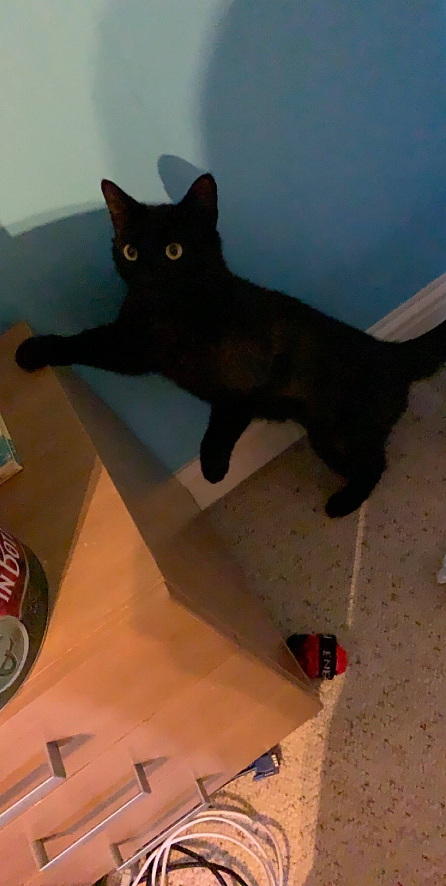 Gerald is registered to the contest to win money with this photo: asian, black_cat, bombay, burmese, carnivore, cat, domestic_short_haired_cat, felidae, havana_brown, korat, small_to_medium_sized_cats, tail, whiskers