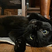 Missy May joined the competition — help win amazing prizes! black_cat, cat, pet, animal, whiskers, floor, wooden_floor, indoor, furniture, chair, relaxed, lying_down, close_up, cute, eyes, fur, curious, domestic_cat, mammal, household