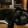black_cat, cat, pet, animal, whiskers, floor, wooden_floor, indoor, furniture, chair, relaxed, lying_down, close_up, cute, eyes, fur, curious, domestic_cat, mammal, household