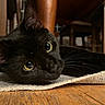 Missy May is registered to the contest to win money with this photo: black_cat, cat, indoor, floor, wooden_floor, rug, yellow_eyes, pet, animal, feline, whiskers, relaxed, curious, close_up, laying_down, cozy, home, domestic_cat, fur, quiet