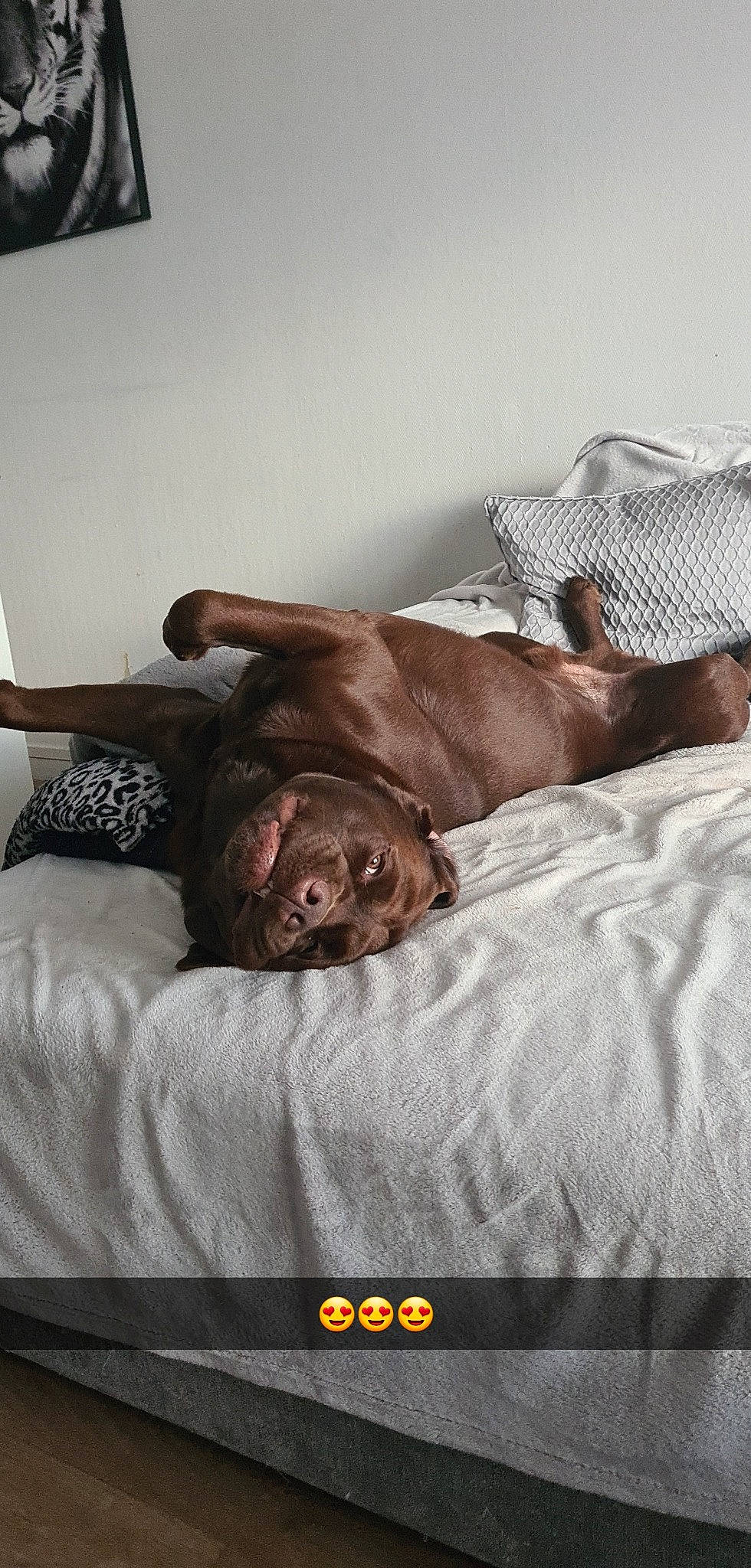 Muscat participe au concours pour gagner de l'argent avec cette photo : bed_sheet, bedding, bedroom, bedtime, canidae, carnivore, comfort, companion_dog, couch, dog, dog_breed, duvet, fawn, fur, hardwood, linens, liver, room, sporting_group, working_animal