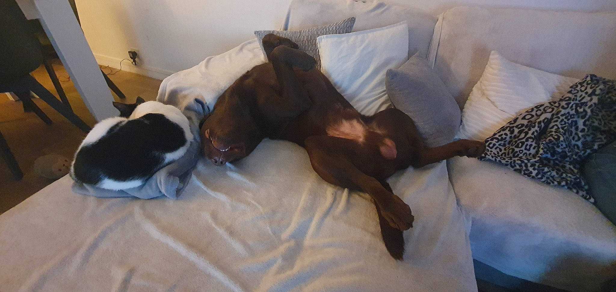 Muscat a rejoint le concours — aidez-le/la à gagner de superbes lots ! bed, bedding, bedroom, canidae, carnivore, comfort, companion_dog, couch, dog, dog_breed, duvet, fawn, felidae, flooring, fur, hardwood, linens, liver, sporting_group, working_animal