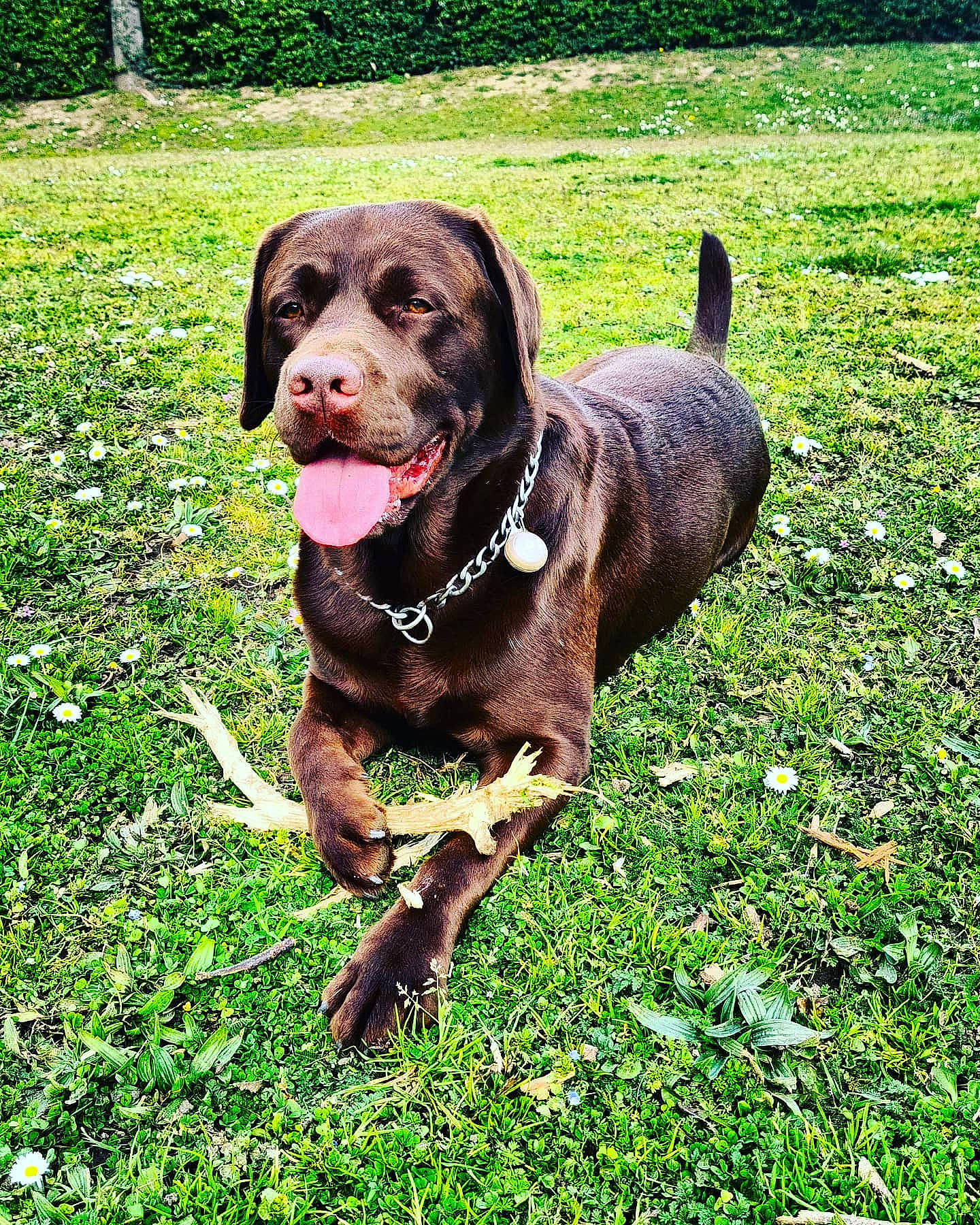 Muscat a rejoint le concours — aidez-le/la à gagner de superbes lots ! canidae, carnivore, collar, companion_dog, dog, dog_breed, dog_collar, dog_supply, grass, grassland, groundcover, gun_dog, hunting_dog, liver, people_in_nature, plant, sporting_group, terrestrial_animal, working_animal, working_dog