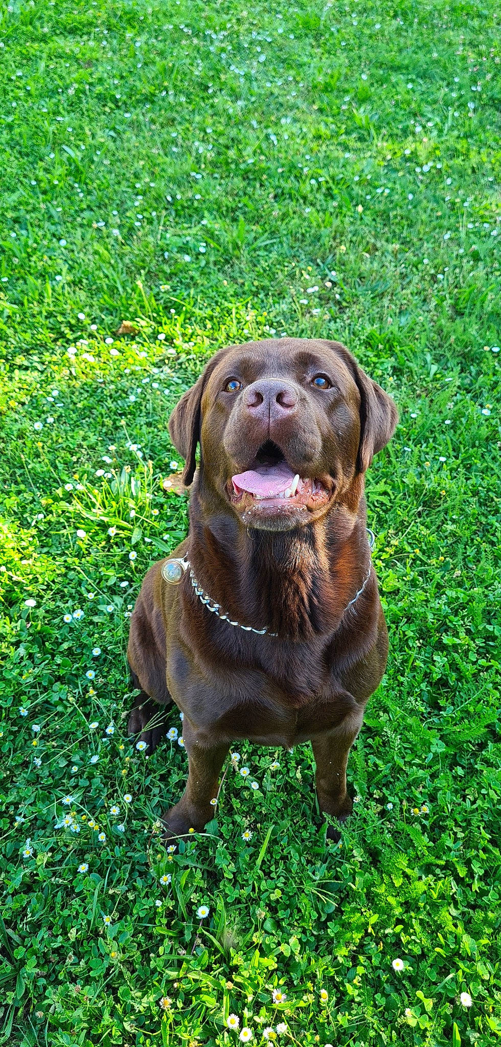 Muscat a rejoint le concours — aidez-le/la à gagner de superbes lots ! canidae, carnivore, collar, companion_dog, dog, dog_breed, dog_collar, grass, groundcover, gun_dog, hat, labrador_retriever, liver, plant, retriever, snout, sporting_group, terrestrial_animal, whiskers, working_animal