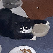 Oreo is registered to the contest to win money with this photo: animal, black_and_white, blurred, bowl, carpet, cat, domestic, feeding, feline, floor, food, household, indoor, laying_down, mat, meal, pet, plate, resting, wooden_floor