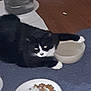 animal, black_and_white, blurred, bowl, carpet, cat, domestic, feeding, feline, floor, food, household, indoor, laying_down, mat, meal, pet, plate, resting, wooden_floor
