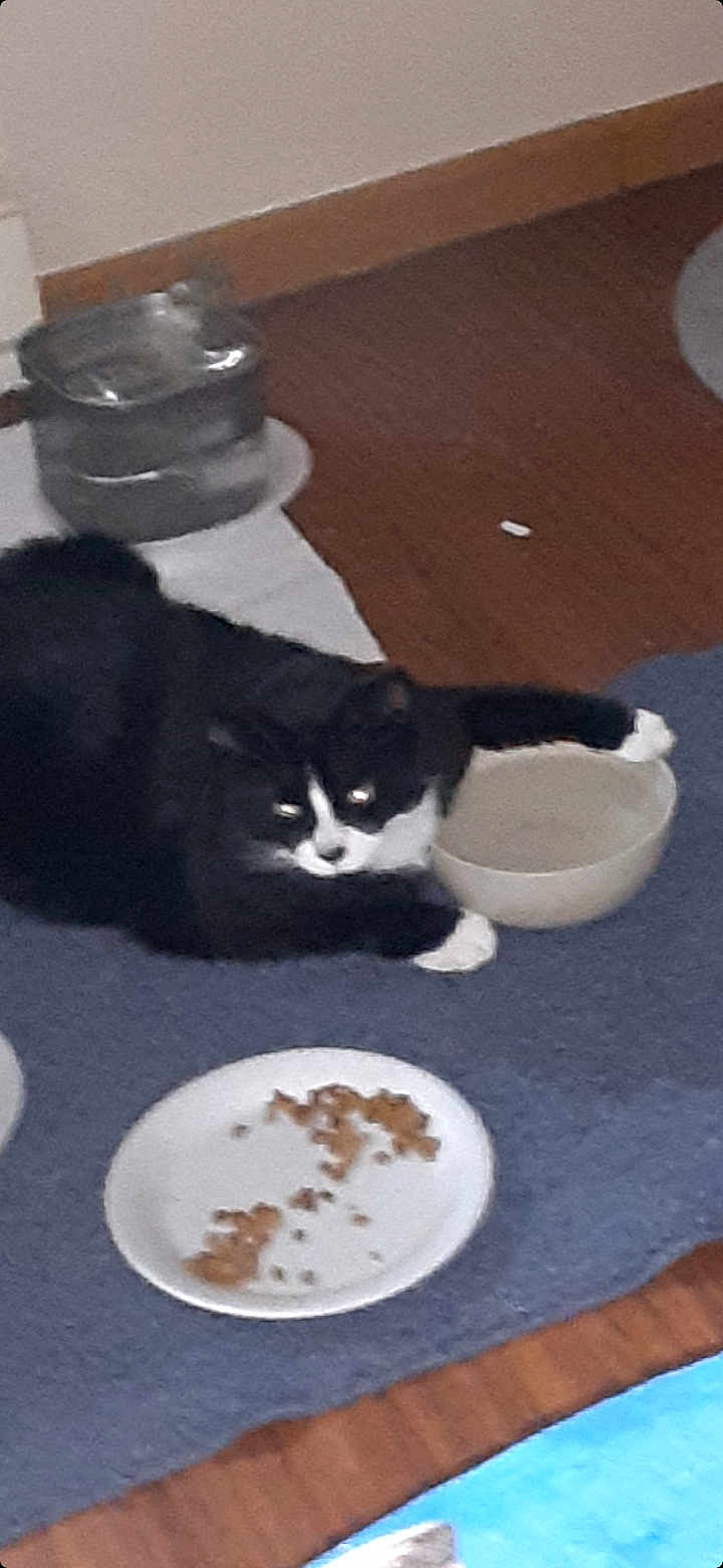 Oreo