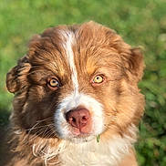 Stuka participe au concours pour gagner de l'argent avec cette photo : accessories, animal, canine, cockerspaniel, collie, dog, face, goldenretriever, grass, head, hound, husky, lawn, person, pet, photography, plant, portrait, puppy, snout