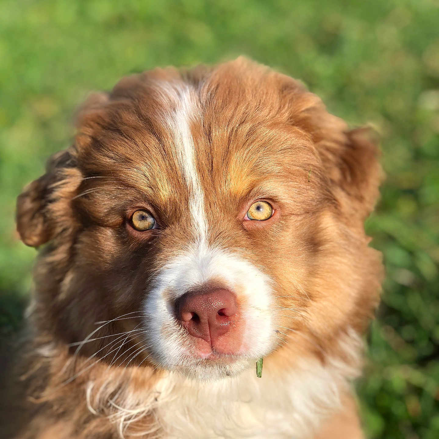 Stuka participe au concours pour gagner de l'argent avec cette photo : accessories, animal, canine, cockerspaniel, collie, dog, face, goldenretriever, grass, head, hound, husky, lawn, person, pet, photography, plant, portrait, puppy, snout