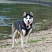 Hermes a rejoint le concours — aidez-le/la à gagner de superbes lots ! dog, siberian_husky, husky, pet, animal, black_and_white, fluffy, standing, tongue_out, harness, outdoors, water, pond, shoreline, nature, park, gravel, grass, alert, happy