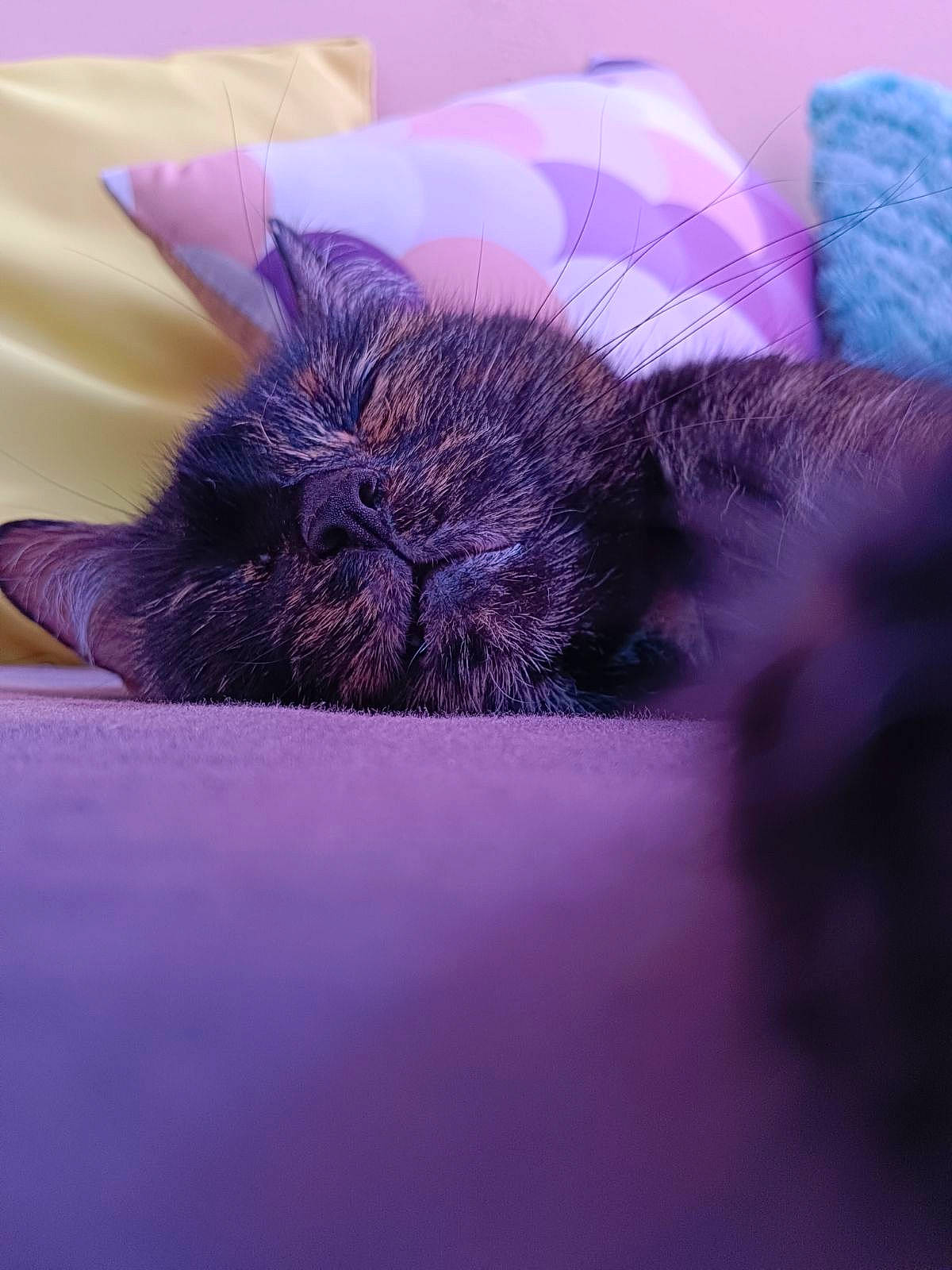 Frimousse a rejoint le concours — aidez-le/la à gagner de superbes lots ! carnivore, cat, claw, comfort, domestic_short_haired_cat, electric_blue, felidae, fur, grass, magenta, nap, paw, petal, plant, purple, small_to_medium_sized_cats, snout, terrestrial_animal, violet, whiskers