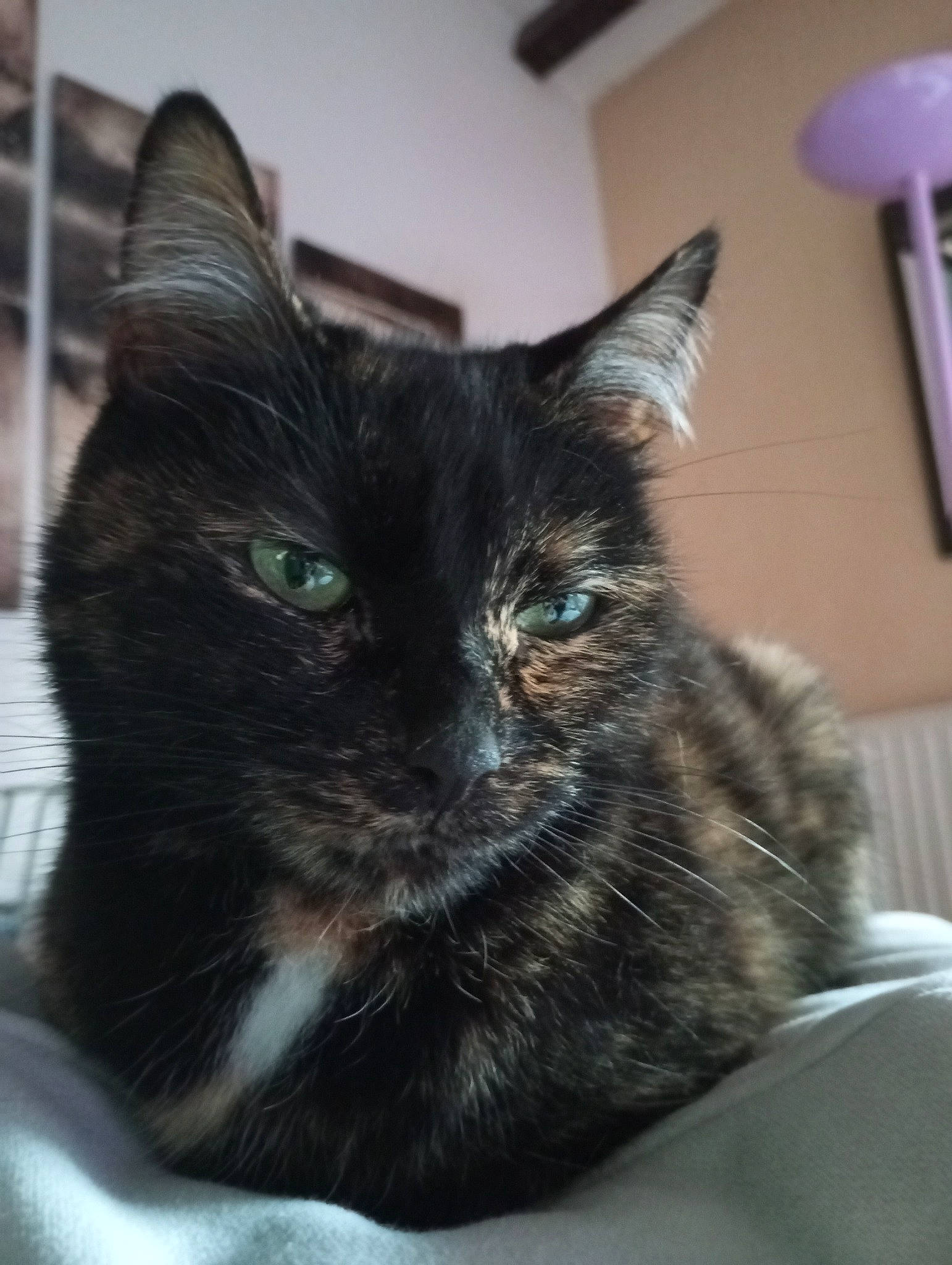 Frimousse participe au concours pour gagner de l'argent avec cette photo : black_cat, carnivore, cat, claw, comfort, domestic_short_haired_cat, ear, felidae, fur, iris, small_to_medium_sized_cats, snout, whiskers, window