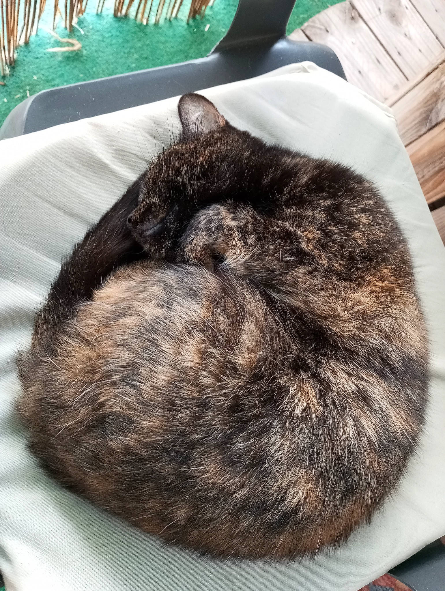 Frimousse a rejoint le concours — aidez-le/la à gagner de superbes lots ! carnivore, cat, comfort, felidae, fur, nap, sleep, small_to_medium_sized_cats, snout, tail, terrestrial_animal, whiskers