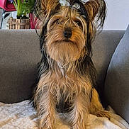 Angie a rejoint le concours — aidez-le/la à gagner de superbes lots ! dog, pet, cute, scruffy, sitting, indoor, blanket, couch, fur, animal, flower, plant, home, cozy, brown, black, ears, nose, fur_texture, relaxed