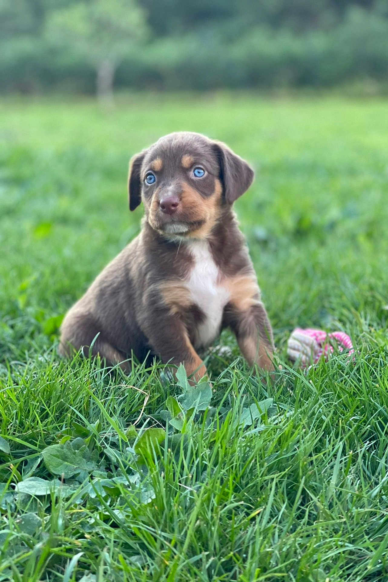 Aya a rejoint le concours — aidez-le/la à gagner de superbes lots ! puppy, dog, blue_eyes, grass, outdoor, nature, toy, cute, animal, pet, young, fur, brown, white_chest, sitting, green, field, adorable, playful, closeup