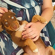Aya a rejoint le concours — aidez-le/la à gagner de superbes lots ! puppy, dog, blue_eyes, brown_fur, white_paws, person, hand, lap, dress, patterned_clothing, indoor, sitting, pet, animal, cute, relaxed, scratching, comfort, cozy, friendly