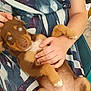 puppy, dog, blue_eyes, brown_fur, white_paws, person, hand, lap, dress, patterned_clothing, indoor, sitting, pet, animal, cute, relaxed, scratching, comfort, cozy, friendly